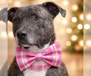 Labrador Retriever-Unknown Mix Dogs for adoption in Mt. Laurel, NJ, USA