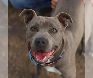 American Staffordshire Terrier-Unknown Mix Dogs for adoption in San Antonio, TX, USA