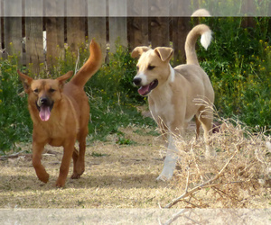 Medium Photo #1 Collie-Labrador Retriever Mix Puppy For Sale in Peralta, NM, USA