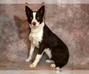 Border Collie Dogs for adoption in West Valley, UT, USA