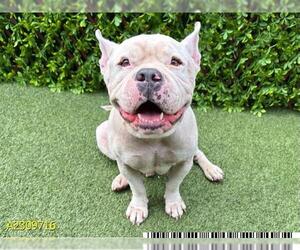 Bulldog Dogs for adoption in West Palm Beach, FL, USA