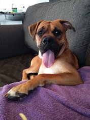 Boxer Dogs for adoption in PIPE CREEK, TX, USA