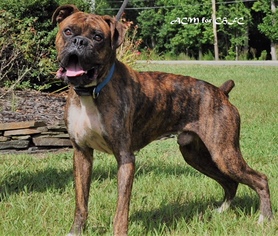Boxer Dogs for adoption in Canton, CT, USA