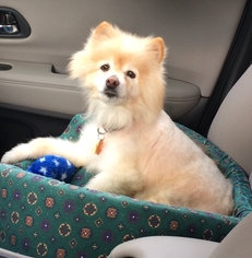 Pomeranian Dogs for adoption in Westminster, MD, USA