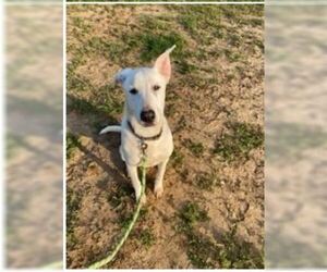 Labrador Retriever-Whippet Mix Dogs for adoption in Von Ormy, TX, USA