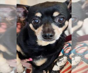 Chihuahua Dogs for adoption in Plano, TX, USA