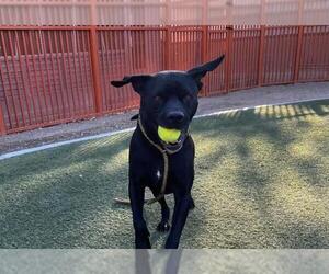 American Pit Bull Terrier-Labrador Retriever Mix Dogs for adoption in Las Vegas, NV, USA