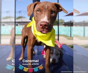 Labrador Retriever-Unknown Mix Dogs for adoption in San Antonio, TX, USA