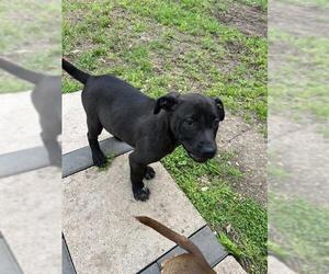 American Staffordshire Terrier-Unknown Mix Dogs for adoption in San Antonio, TX, USA