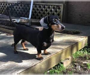 Dachshund Dogs for adoption in Lakeport, CA, USA