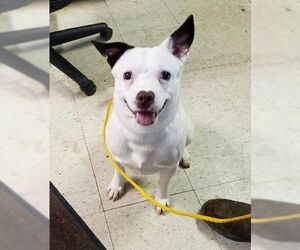 Boglen Terrier Dogs for adoption in Livonia, MI, USA