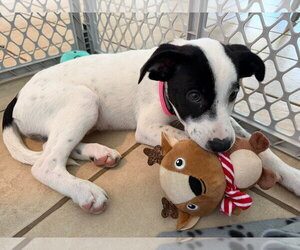 Lab-Pointer Dogs for adoption in Plainfield, IL, USA