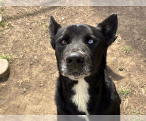Siberian Husky-Unknown Mix Dogs for adoption in Tulsa, OK, USA