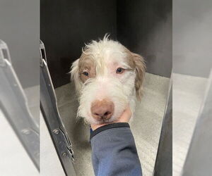 American Staffordshire Terrier-Poodle (Standard) Mix Dogs for adoption in Tallahassee, FL, USA