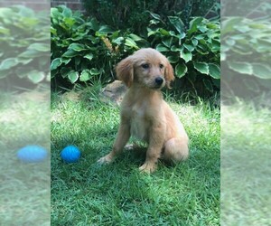 Medium Photo #1 Golden Retriever Puppy For Sale in Cumming, GA, USA