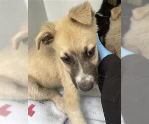 Carolina Dog-Unknown Mix Dogs for adoption in Houston, TX, USA