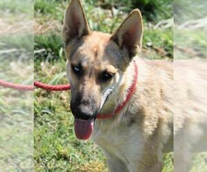 German Shepherd Dog-Siberian Husky Mix Dogs for adoption in Cochise, AZ, USA