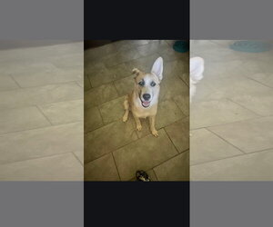 Saint Bernard-Siberian Husky Mix Dogs for adoption in Marine City, MI, USA