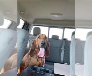 Bloodhound Dogs for adoption in Groveland, FL, USA