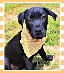 Mastador Dogs for adoption in Wakefield, RI, USA