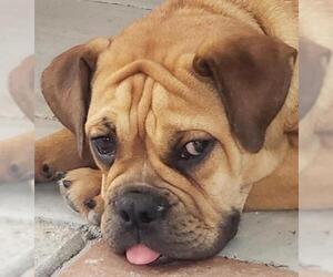 Bulldog Dogs for adoption in Menifee, CA, USA