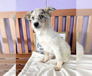 Australian Shepherd-Unknown Mix Dogs for adoption in Genesee, WI, USA