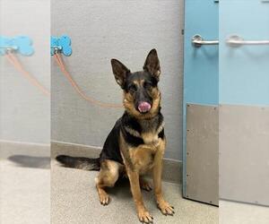 Medium Photo #1 German Shepherd Dog-Unknown Mix Puppy For Sale in Las Vegas, NV, USA