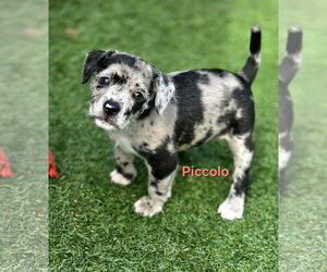 Australian Shepherd-Border Terrier Mix Dogs for adoption in Mission Viejo, CA, USA