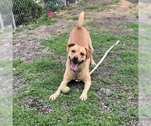 Labrador Retriever Dogs for adoption in Easton, PA, USA