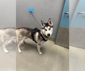 Medium Photo #1 Siberian Husky-Unknown Mix Puppy For Sale in Las Vegas, NV, USA