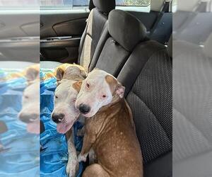American Staffordshire Terrier Dogs for adoption in Fort Lauderdale, FL, USA