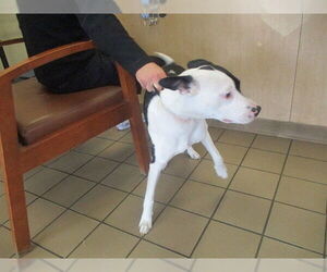 Mutt Dogs for adoption in Ocala, FL, USA