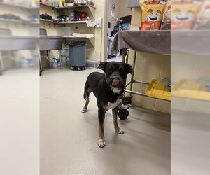 Shepradors Dogs for adoption in Sanford, FL, USA