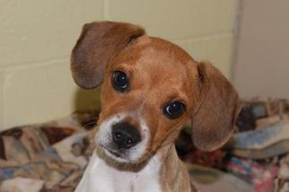 Beagle-Unknown Mix Dogs for adoption in Crossville, TN, USA