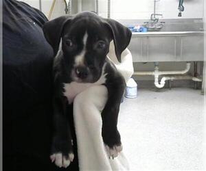 American Pit Bull Terrier Dogs for adoption in Pasadena, TX, USA