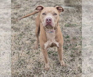 American Pit Bull Terrier-Unknown Mix Dogs for adoption in Lakewood, CO, USA