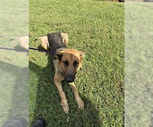 German Shepherd Dog Dogs for adoption in Houston, TX, USA