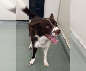 Border Collie-Unknown Mix Dogs for adoption in Riverside, CA, USA
