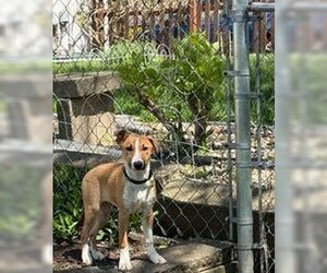 Australian Shepherd-Miniature Bull Terrier Mix Dogs for adoption in bloomington, IL, USA