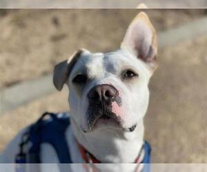 Frengle Dogs for adoption in Elk Grove, CA, USA