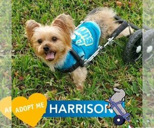 Mutt Dogs for adoption in Plantation, FL, USA