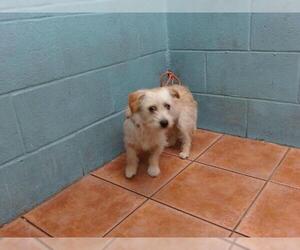 Mutt Dogs for adoption in Downey, CA, USA