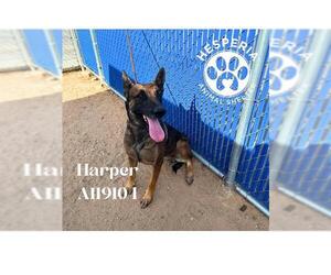 Mutt Dogs for adoption in HESPERIA, CA, USA