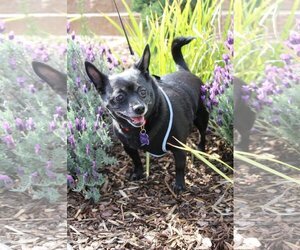 Schipperke Dogs for adoption in Imperial Beach, CA, USA