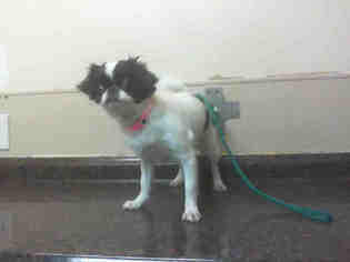Japanese Chin Dogs for adoption in Las Vegas, NV, USA