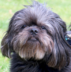 Shih Tzu Dogs for adoption in Jefferson, WI, USA