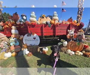 Labrador Retriever-Unknown Mix Dogs for adoption in Thomasville, NC, USA