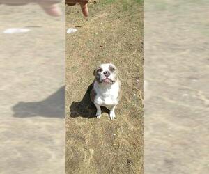 American Staffordshire Terrier-Unknown Mix Dogs for adoption in San Antonio, TX, USA