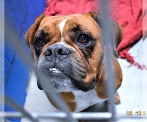Boxer Dogs for adoption in San Jacinto, CA, USA