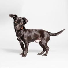 Chiweenie Dogs for adoption in Blaine, MN, USA